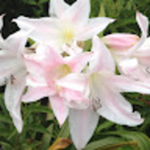 Meet your Posher, Shanyn - Picture 1 of 1